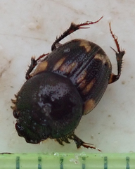 Onthophagus suffusus
