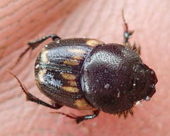 Onthophagus suffusus