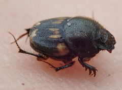 Onthophagus suffusus