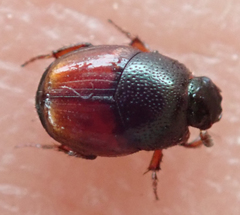 Cleptocaccobius viridicollis