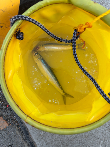 Sardine (Etrumeus micropus) — Dussumieriidae — 3
