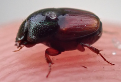 Cleptocaccobius viridicollis