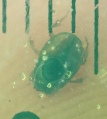 Cleptocaccobius viridicollis