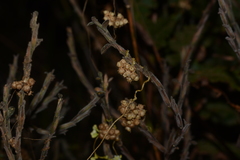 Cuscuta chinensis