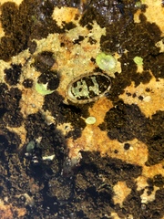 Ischnochiton australis