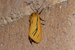 Popoudina lemniscata