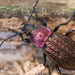 Carabus cancellatus - Photo (c) Ralph Martin, some rights reserved (CC BY-NC-ND), uploaded by Ralph Martin