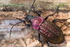 Carabus cancellatus - Photo (c) Ralph Martin, some rights reserved (CC BY-NC-ND), uploaded by Ralph Martin