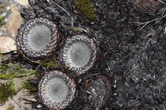 Protea pruinosa