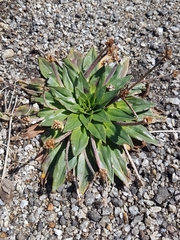 Plantago muelleri