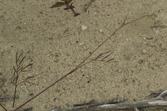 Ostericum maximowiczii