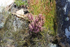 Erica nervata