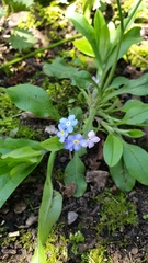 Myosotis