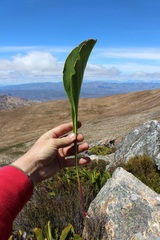 Protea pruinosa