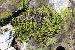 Protea pruinosa