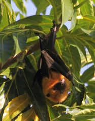 Pteropus seychellensis seychellensis