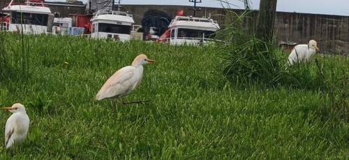Western Cattle-Egret
