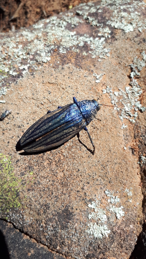 Pseudotaenia