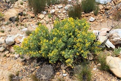 Rafnia racemosa