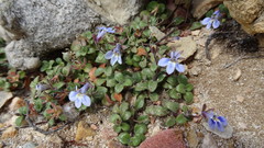 Lobelia boivinii