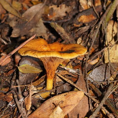 Austropaxillus muelleri