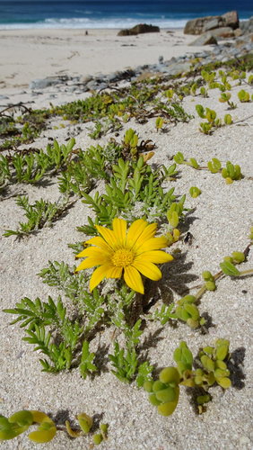 Image of Gazania maritima by (c) Paul Emms, some rights reserved (CC BY-SA)