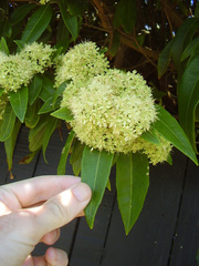 Backhousia citriodora