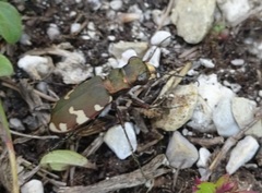 Cicindela sylvicola