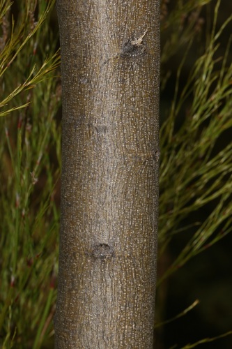 Image of Psoralea elegans by (c) Brian du Preez, some rights reserved (CC BY-SA)