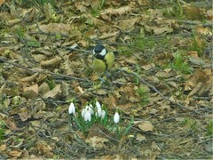 Parus major