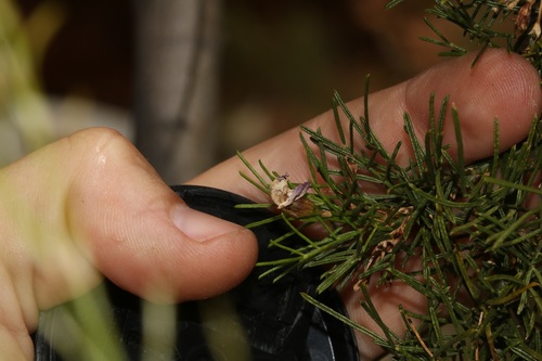 Image of Psoralea elegans by (c) Brian du Preez, some rights reserved (CC BY-SA)
