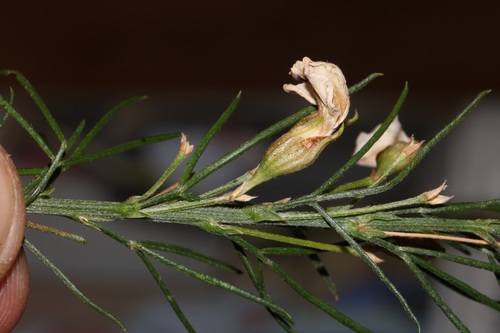 Image of Psoralea elegans by (c) Brian du Preez, some rights reserved (CC BY-SA)
