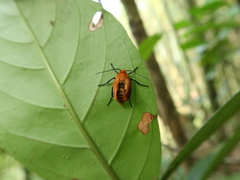 Eilema costipuncta