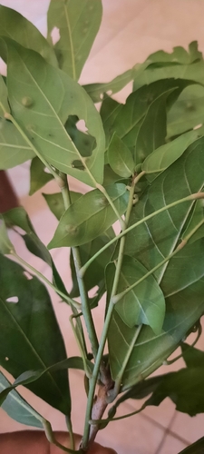 Cola pseudoclavata