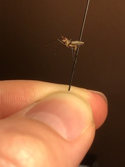 Telostylinus lineolatus