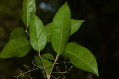 Olea dioica