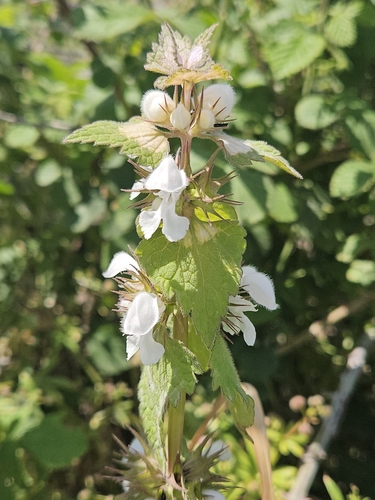 Lamium moschatum, photograph 3