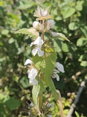 Lamium moschatum, photograph (c) Alessia Guggisberg, some rights reserved (CC BY-SA)