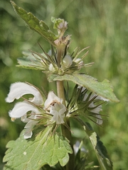 Lamium moschatum, photograph (c) Alessia Guggisberg, some rights reserved (CC BY-SA)