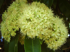 Backhousia citriodora