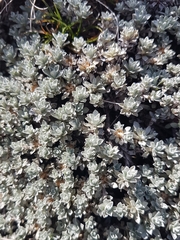 Ewartia nubigena