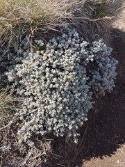 Ewartia nubigena