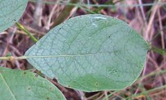 Salix aurita