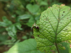 Anaca fasciata