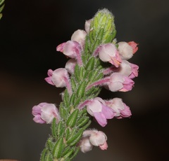 Erica nervata