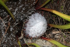 Protea pruinosa