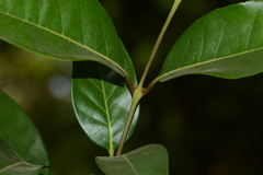 Olea dioica