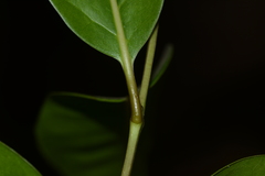 Olea dioica