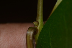 Olea dioica
