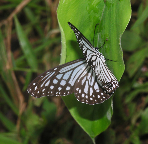 Glassy Tiger photo 5